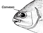 Kyphosus incisor_clave.jpg